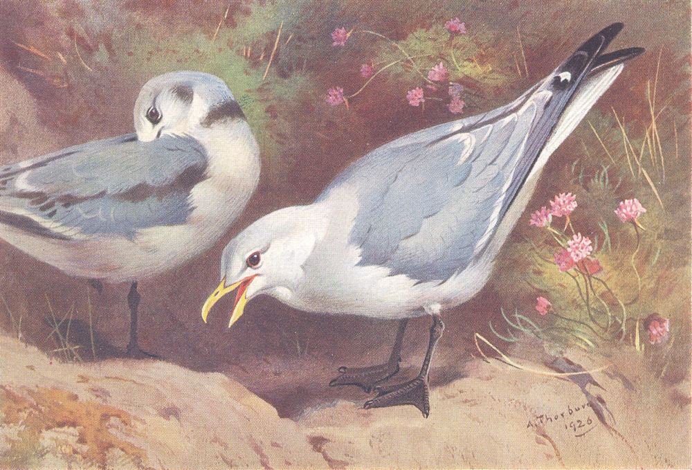 BRITISH BIRDS. Kittiwake Gull (adult and young) . THORBURN 1926 old print